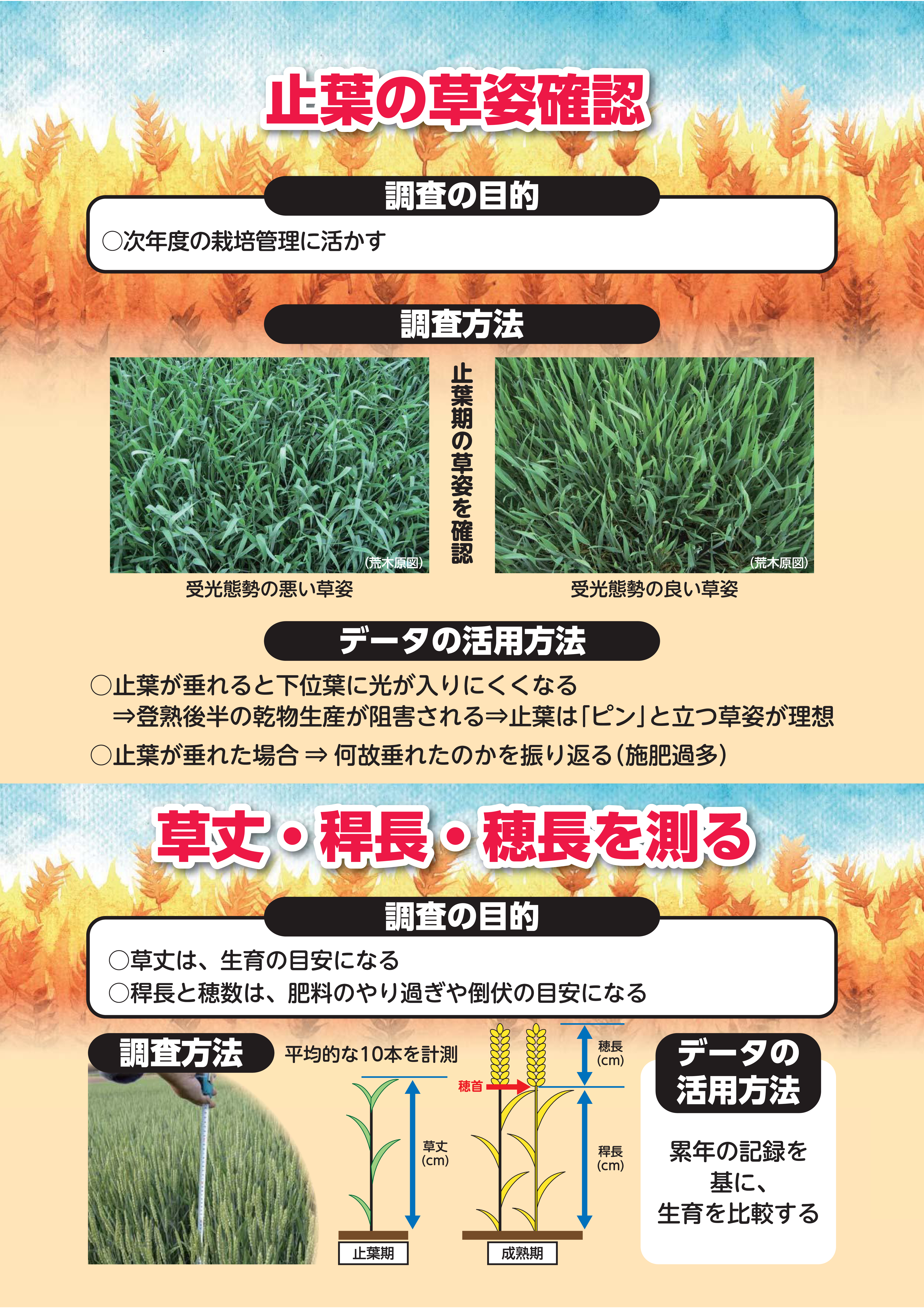 小麦安定多収のための「生育の確認とチェック！」