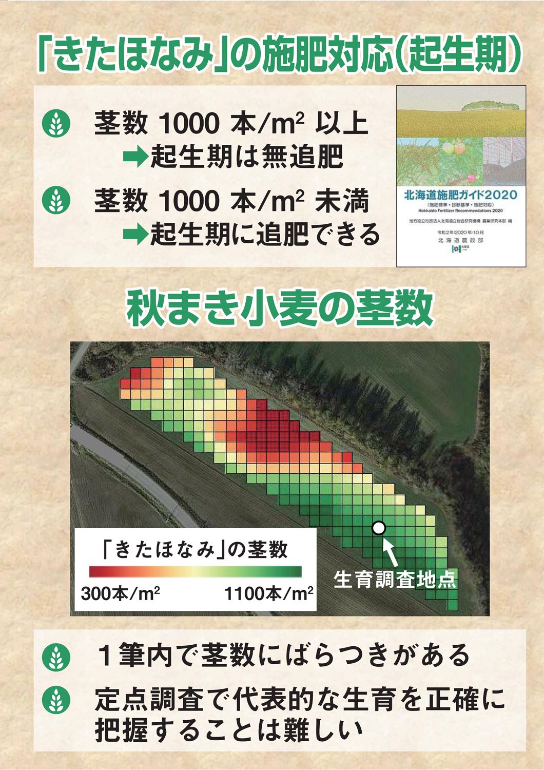 □衛星画像を用いた秋まき小麦「きたほなみ」の起生期無追肥判定